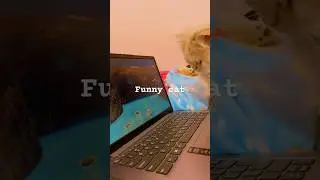 Funny Cat And Rat videos #catvideos #cat #funnycat #funny #pets #viralvideo