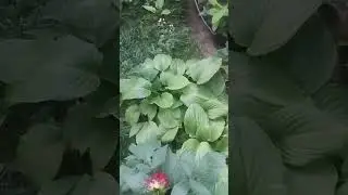 Blumen im Garten