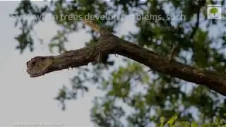Tree Removal Costs - San Antonio, TX