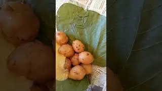 #jammikunta bajji#kranthi's view