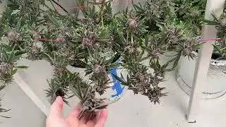 Dwc cannabis grow day 65. Harvest day. One last look 