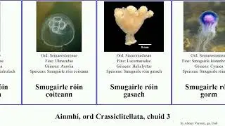Ainmh&iacute;, ord Crassiclitellata, chuid 3 smugairle r&oacute;in sp&uacute;inse protopterus animal mara trachea gorm