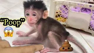 &ldquo;Rescued Baby Monkey&rsquo;s Poop Accident Will Leave You Speechless 🐒😱😂&rdquo;