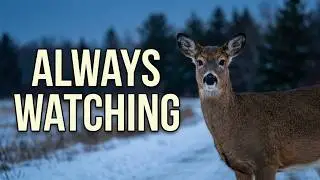 OH DEER: Silent watchers of the back roads 