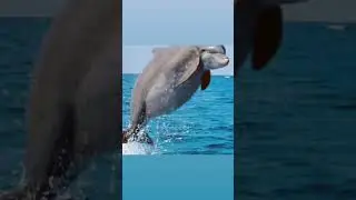 SE GLI ANIMALI FOSSERO GRASSI !!