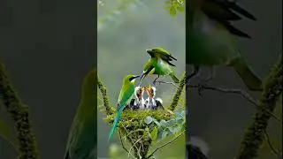 Beautiful Bird #relax #meditationmusic #relaxing #birds