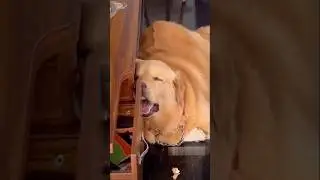 🤣 Funniest Animals 2025! | Cute & Viral Pet Moments #shorts