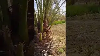 ١٠٠فدان قريه الحيز الواحات البحرية سعر الفدان ٤٥ألف للاستفسار 01009554654