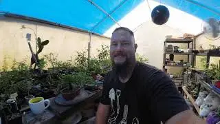 Juniper bonsai pruning tips for beginners.