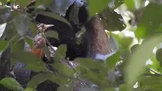 Ivory-billed (Xiphorhynchus flavigaster) and Tawny-winged Woodcreeper (Dendrocincla anabatina) bath