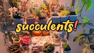 Plant Chores:  Cleaning Up The Succulent Collection :) | So Many Colorful Varieties!