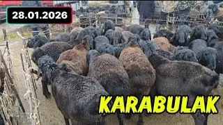 Қой бағасы | Қарабұлақ мал базар | 28.01.2026