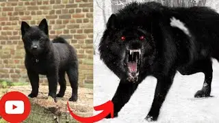 Funniest dog & cat fails videos #funny #funnyanimals #cat #dog