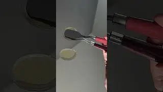 Moroccanoil Treatment Original vs Light