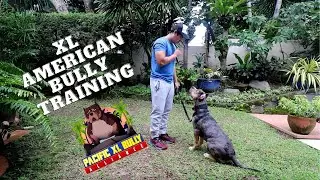Basic Training for an XL American Bully