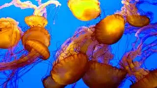 Monterey Bay Aquarium - April 2018