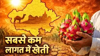 Dragon Fruit growing In Hot area ||  @DESERTRDF