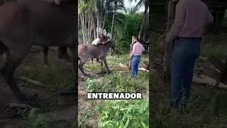 La T&eacute;cnica Tradicional Para Amansar Mulas