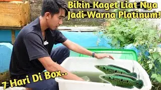 ASTAGA BERUBAH PUTIH😱 PINDAHKAN SEPASANG CHANNA PLEURO KE DALAM KOLAM