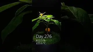 Avocado bonsai from seed in timelapse! 275 days in 60s - who wants to see another update?