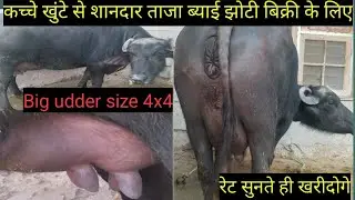 कच्चे खुंटे से शानदार ताजा बयाई 4x4 udder size गांव पसताना जिला करनाल 9728513955