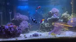 40 GALLON REEF NEW ZOA GARDEN😍