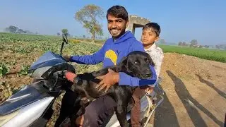 खपीटर बालकों ने कुत्ते को 1 घंटा तक स्कूटी पर सैर करवाई || कुत्ता बोला भाई बस करो चक्कर आने लगे मुझे