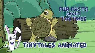 Let's know the animal | Tortoise Facts for Kids | Fun Learning Video for Kids | Tinytales Animated
