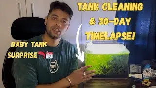 Tank Cleaning & 30-Day Timelapse! 🧼 Major Shrimp Tank Update + Baby Tank Surprise 🦐📆
