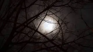 Wind in trees on a moonlit night, relaxing nature sounds