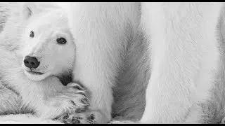 Photographing Churchill's Polar Bears: Part 2   &bull; Daily Dose of Nature