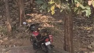 Monkey enjoying the bike ride 😀 #hunting #hunterxhunter