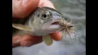 p&ecirc;che a la mouche avec yannick Riviere