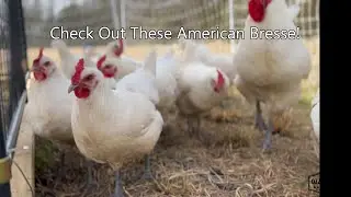 American Bresse Chickens - Take a look at these birds!
