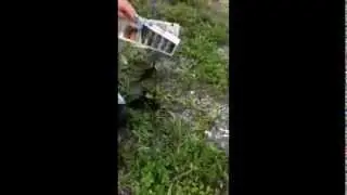 Abandoned ducklings reunited with Mom