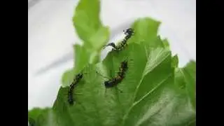 Lobster Moth Caterpillars 30June2012