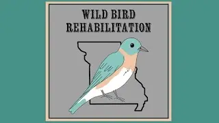 Wild Bird Rehabilitation of Missouri: 02 17 2025