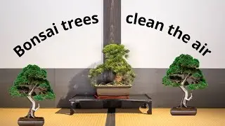 Bonsai trees clean the air