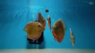 Wild Caught Discus Fish available at our store