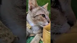Funny food videos #food #cat #coreanstreetfood #foodhumor #cute