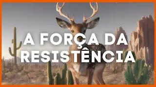 CAATINGA: A incrível BIODIVERSIDADE do semiárido brasileiro