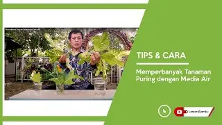 Memperbanyak Tanaman Puring dengan Media Air