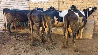 اللي عليه عمار البيوت شغل السلالات العالي من مزرعة المتوكل على الله الامانه والثقة مع المعلم مجدي