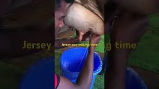 Jersey cow milking time#animals #farming #nature