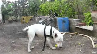 Hinks bull terrier