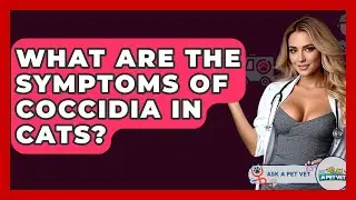 What Are The Symptoms Of Coccidia In Cats? - Ask A Pet Vet