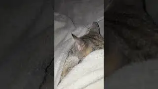 moje mace najlijep&scaron;e🐾🐾🐾😺🎀💞