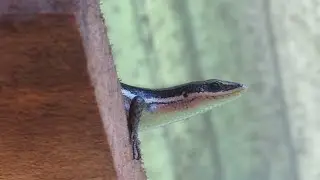 Central American Mabuya (Marisora unimarginata)