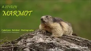 Marmot Marmotta Marmotte Roselend Wildlife Photography #FabulousOutdoors