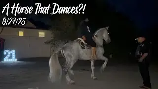 A Horse That Dances?!